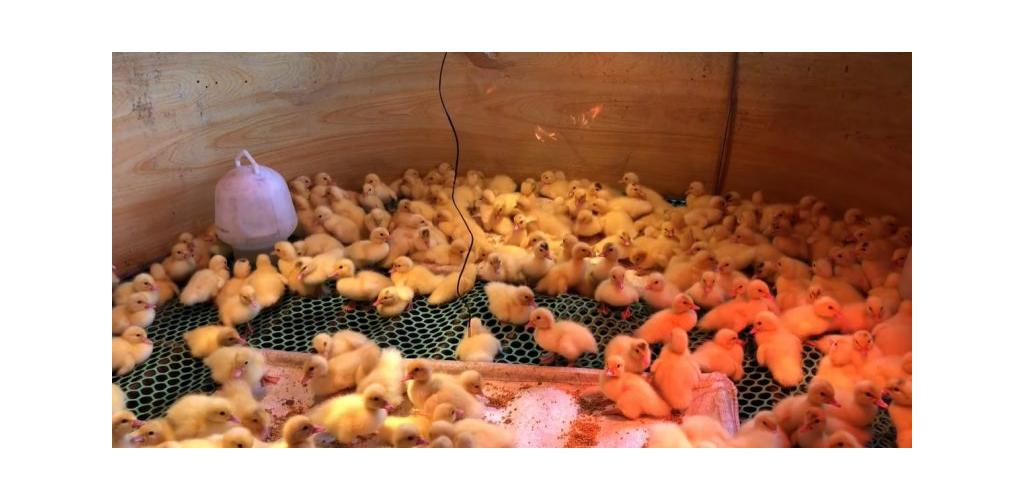 QUY TRÌNH CHĂN NUÔI VỊT DÙNG CÁC SẢN PHẨM MINH HƯNG