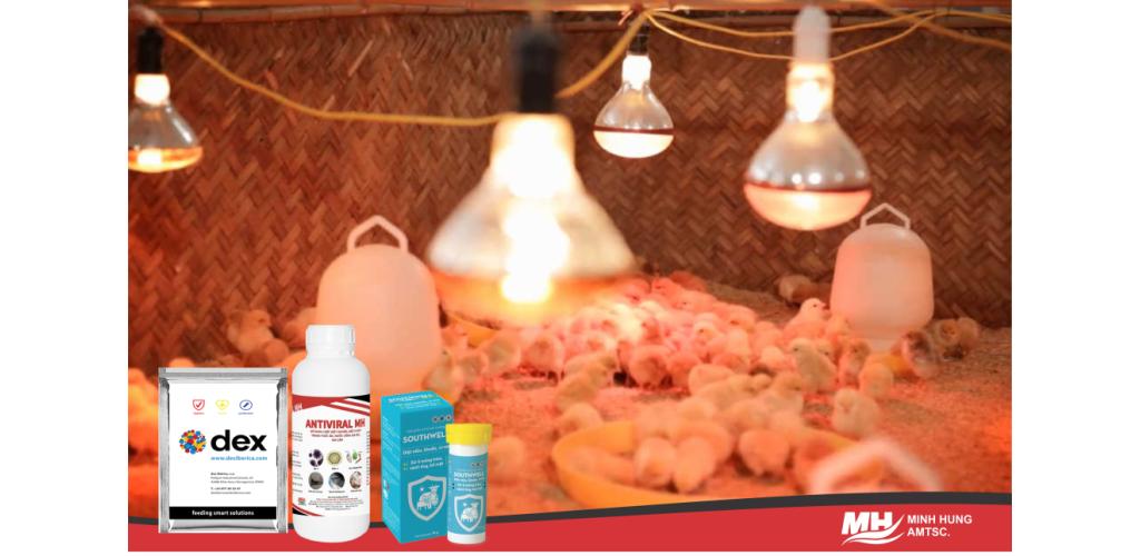 Kỹ thuật úm gà con đơn giản | Minh Hưng