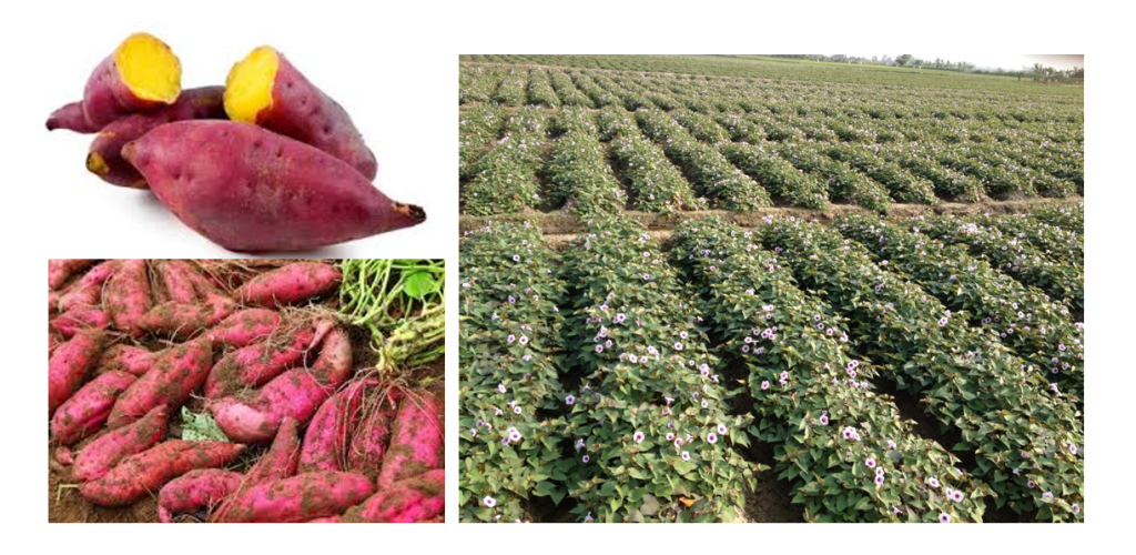 TÓM TẮT KỸ THUẬT TRỒNG KHOAI LANG NHẬT