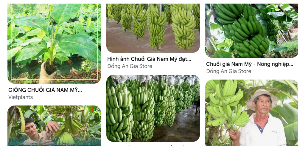 TÓM TẮT KỸ THUẬT TRỒNG CHUỐI GIÀ NAM MỸ