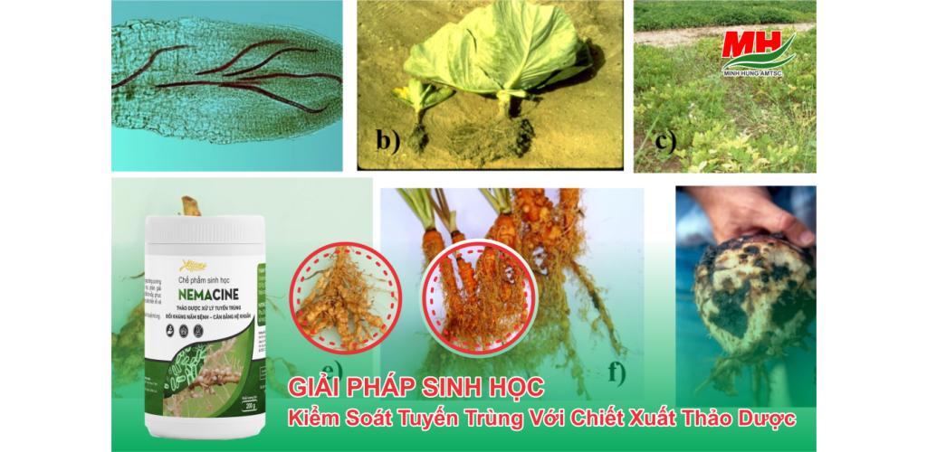 NEMACINE | GIẢI PHÁP SINH HỌC KIỂM SOÁT TUYẾN TRÙNG VỚI CHIẾT XUẤT THẢO DƯỢC