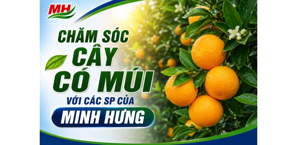 Chăm sóc Cây có múi với các SP của Minh Hưng