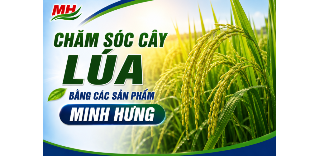 Chăm sóc cây lúa bằng các sản phẩm  Minh Hưng