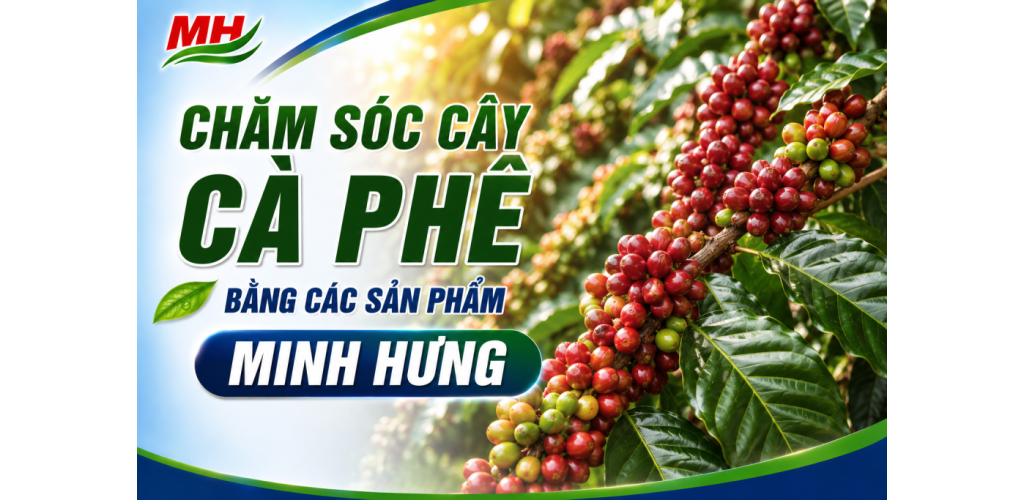 Chăm sóc cây cà phê bằng các sản phẩm Minh Hưng