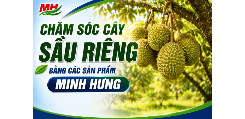 Chăm sóc cây Sầu Riêng bằng các sản phẩm Minh Hưng