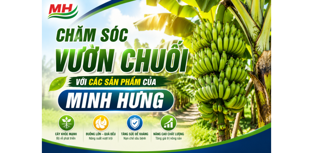 CHĂM SÓC VƯỜN CHUỐI VỚI CÁC SẢN PHẨM CỦA MINH HƯNG