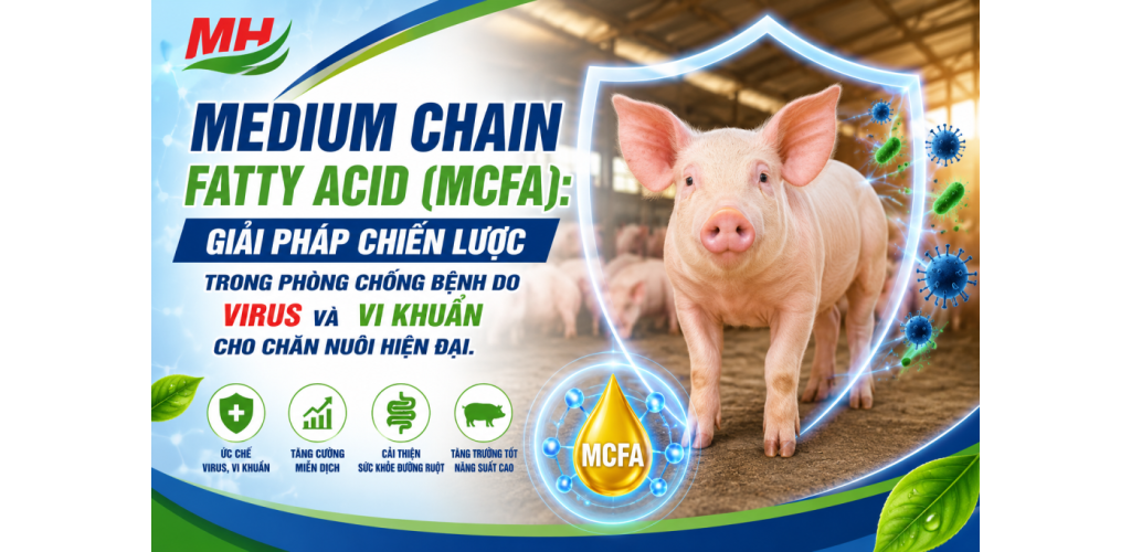 MEDIUM CHAIN FATTY ACID (MCFA): GIẢI PHÁP CHIẾN LƯỢC TRONG PHÒNG CHỐNG BỆNH DO VIRUS VÀ VI KHUẨN CHO CHĂN NUÔI HIỆN ĐẠI
