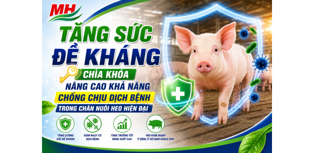 TĂNG SỨC ĐỀ KHÁNG – CHÌA KHÓA NÂNG CAO KHẢ NĂNG CHỐNG CHỊU DỊCH BỆNH TRONG CHĂN NUÔI HEO HIỆN ĐẠI