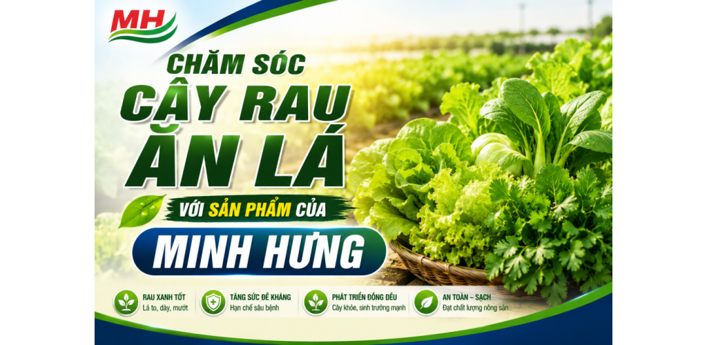 CHĂM SÓC CÂY RAU ĂN LÁ VỚI SẢN PHẨM CỦA MINH HƯNG